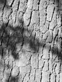 A ConVERSEation with Trees, Part II Echoes