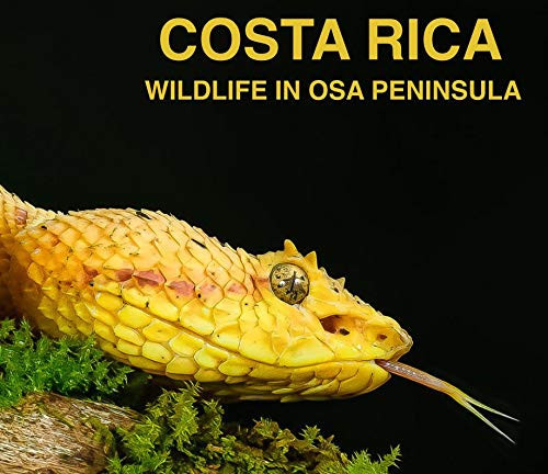 Costa Rica Wildlife