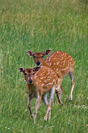 Two Fallow Deer Journal 150 Page Lined Notebook/Diary