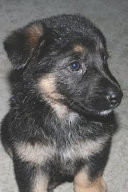 How To Train German Shepherd Journal A Notebook For German Shepherd Training