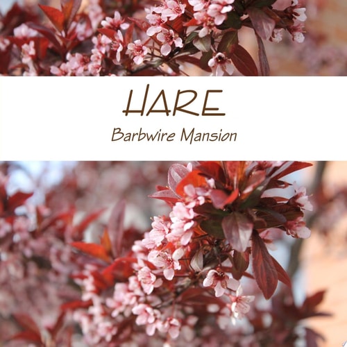 Hare