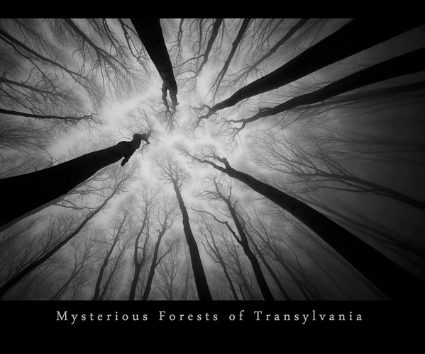 Mysterious Forests of Transylvania
