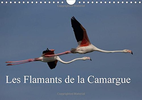 Les flamants de la Camargue Scènes de la vie d'une espèce fascinante
