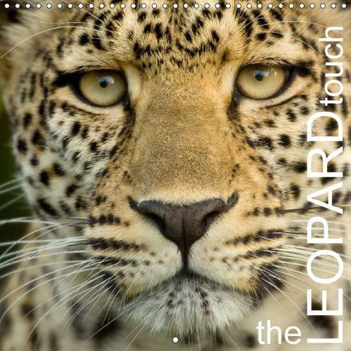 The leopard touch 2016: The Leopard Touch calendar is a very short selection of leopard photographs (Calvendo Animals)