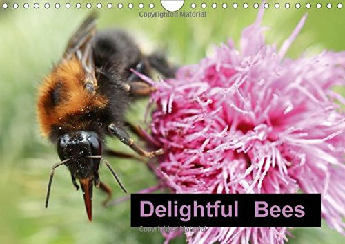 Delightful Bees 2016: One of natures important little helpers (Calvendo Animals)