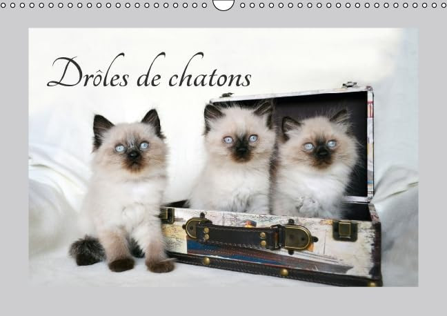 Drôles de chatons Ils vous donneront le sourire. Calendrier mural A3 horizontal 2016