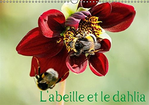 L'abeille et le dahlia Le dahlia et l'abeille en parfaite symbiose. Calendrier mural A3 horizontal 2017