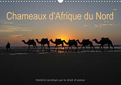 Chameaux d'Afrique du Nord Calendrier mural A3 horizontal 2017