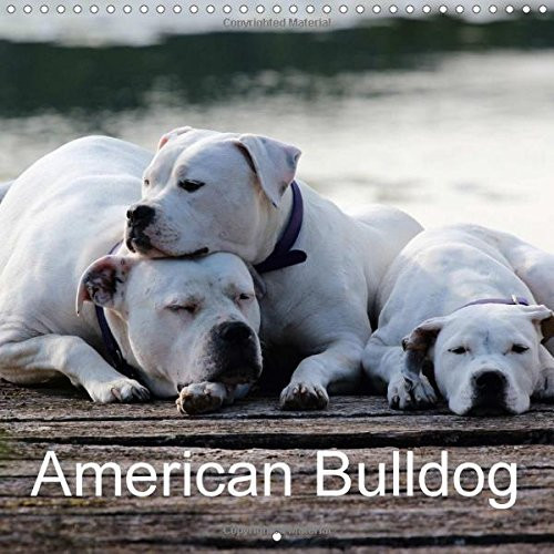 American Bulldog 2017: True Grit. True Devotion. True Love. (Calvendo Places)