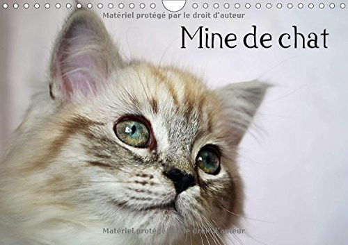 Mine de chat Photos fascinantes des tigres de salon prises de très près. Calendrier mural A4 horizontal