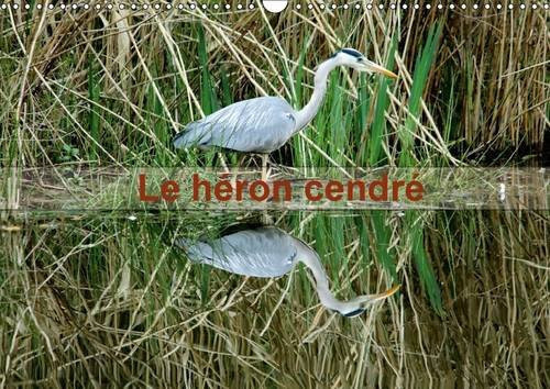 Le héron cendré Portrait d'un oiseau : le héron cendré dans le parc naturel du Pâtis à Meaux. Calendrier mural A3 horizontal