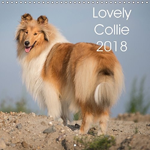 Lovely Collie 2018