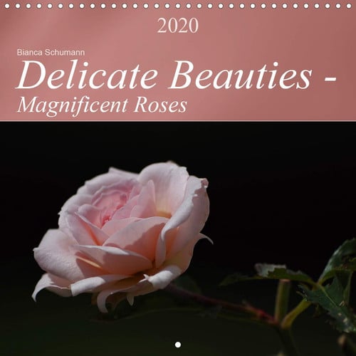 Delicate Beauties - Magnificent Roses 2020: The rose: Queen of the flowers (Calvendo Nature)