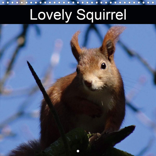 Lovely Squirrel 2020: Squirrels in the forest and in the park (Calvendo Animals)