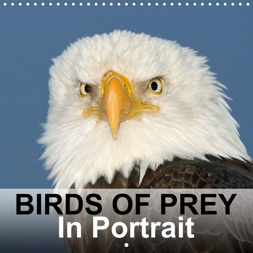 Birds Of Prey In Portrait 2020: Birds Of Prey In Portrait - Bird Photo Calendar by birdimagency.com (Calvendo Animals)
