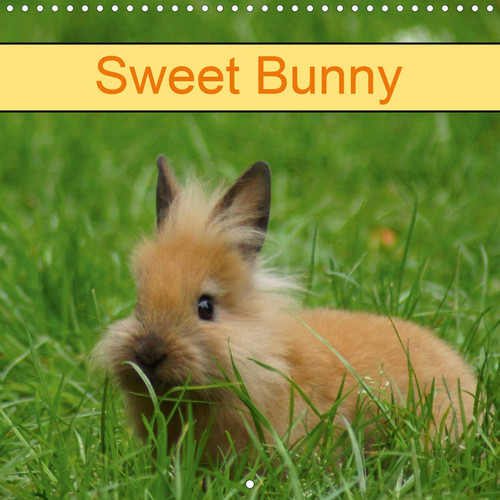 Sweet Bunny 2020: Rabbits and Pets (Calvendo Animals)