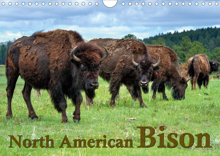 North American Bison 2020: The Bison or Indian buffalo is the largest mammal on the North American continent. Through the protection of Yellowstone ... of the American West. (Calvendo Animals)