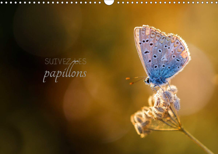 Suivez les papillons 2020: Calendrier photo sur le theme des papillons (Calvendo Nature) (French Edition)