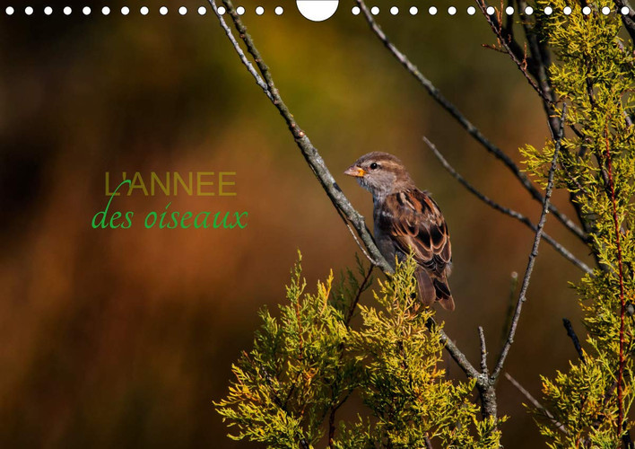 L'annee des oiseaux 2020: Calendrier regroupant quelques oiseaux migrateurs ou passereaux (Calvendo Animaux) (French Edition)