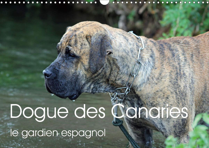 Dogue des Canaries le gardien espagnol 2020: Chien de race espagnole, originaire de l'archipel des Canaries (Calvendo Animaux) (French Edition)