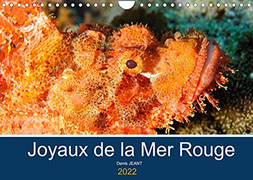 Joyaux de la Mer Rouge (Calendrier mural 2022 DIN A4 horizontal): Découvrez les fonds riches en couleurs de la Mer Rouge (Calendrier mensuel, 14 Pages )