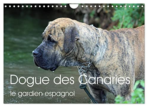 Dogue des Canaries le gardien espagnol (Calendrier mural 2023 DIN A4 horizontal): Chien de race espagnole, originaire de l'archipel des Canaries (Calendrier anniversaire, 14 Pages )