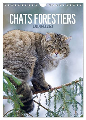 Chats forestiers (Calendrier mural 2023 DIN A4 vertical): Chaque mois un magnifique et exceptionnel portrait de félins farouches (Calendrier mensuel, 14 Pages )