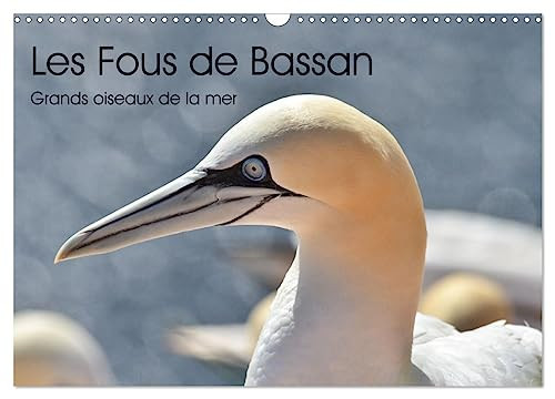 Fous de Bassan - Grands oiseaux marins (Calendrier mural 2025 DIN A3 horizontal), CALVENDO calendrier mensuel [Calendar] Kohrt, Stephanie