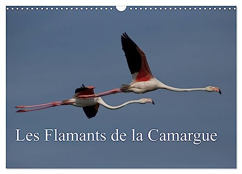 Les Flamants de la Camargue (Calendrier mural 2025 DIN A3 vertical), CALVENDO calendrier mensuel: Scènes de la vie d'une espèce fascinante.