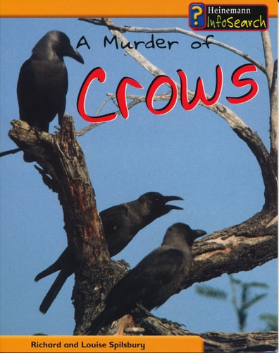 A Murder of Crows