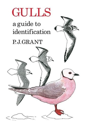 Gulls A Guide to Identification