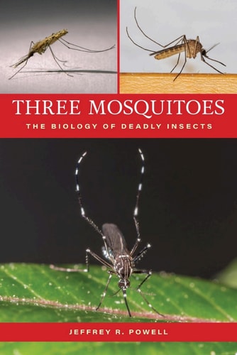 Three Mosquitoes
