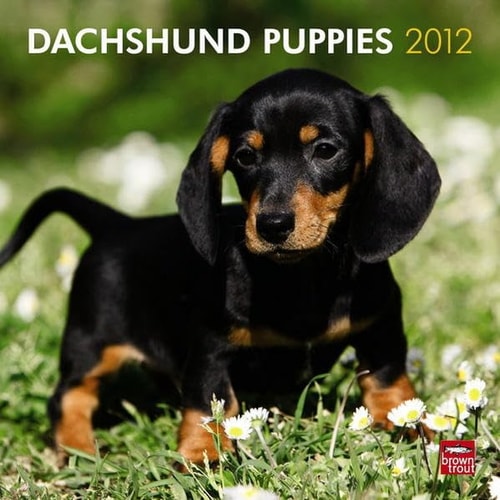 Dachshund Puppies 2012 Calendar
