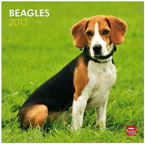 Beagles 2013 Calendar