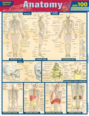 Anatomy Quick Study Quizzer