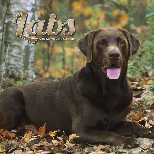 Labs 2018 Wall Calendar
