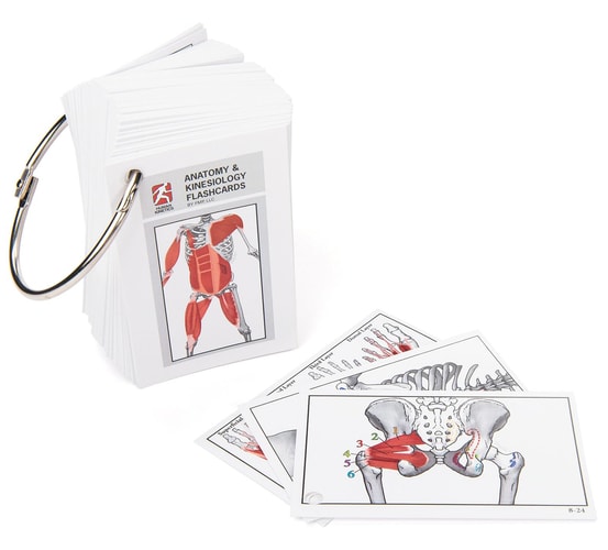 Anatomy & Kinesiology Flashcards Includes 2 Connecting Rings