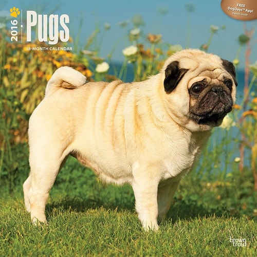 Pugs 2016 Calendar