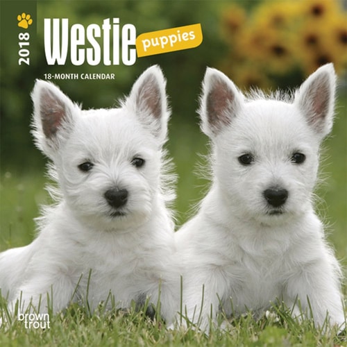 Westie Puppies 2018 Calendar