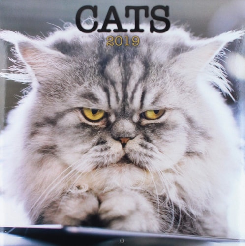 Cats 2019 Calendar
