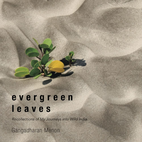 Evergreen Leaves
