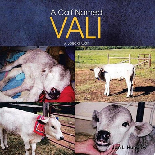 A Calf Named Vali