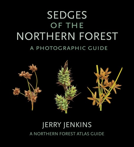 Sedges of the Northern Forest A Photographic Guide