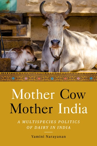 Mother Cow, Mother India A Multispecies Politics of Dairy in India
