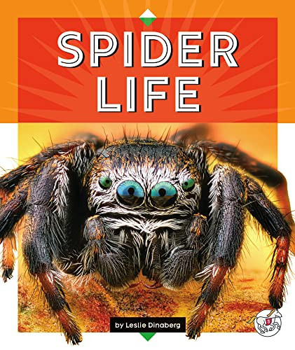 Spider life