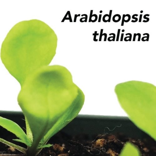 Arabidopsis Thaliana