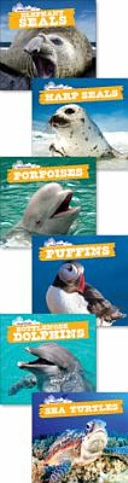 Ocean Friends