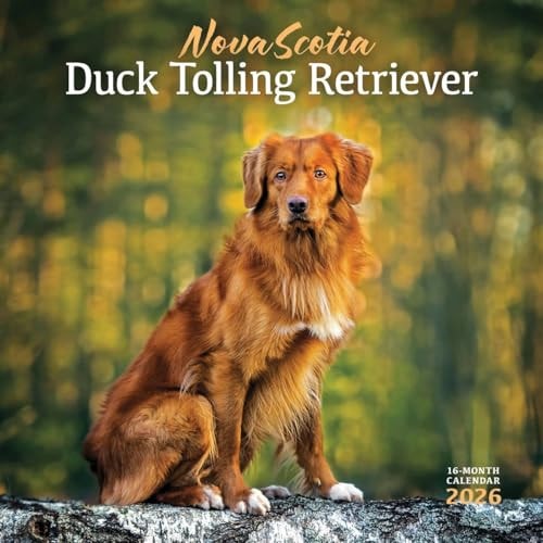 Nova Scotia Duck Tolling Retriever Calendar 2026