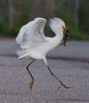 Dancing Egrets & Other Random Acts of Wildlife
