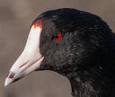 Coots Make Me Smile